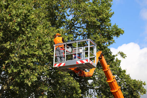 Best Emergency Tree Service  in Grifton, NC